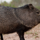 Image for article titled Watch the viral javelina sprint to M83, John Mayer, and the Crash Bandicoot soundtrack